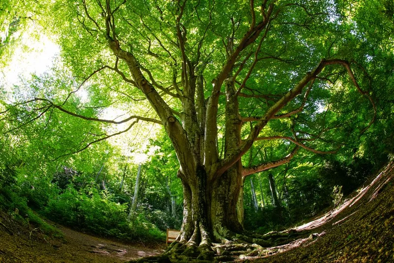 VTT L'Arbre Remarquable — Le Vivier