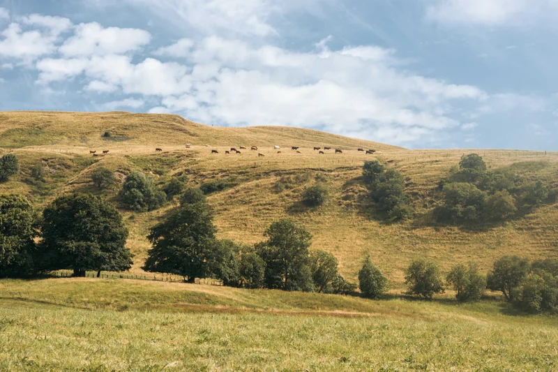 Randonnée De Marcenat à Montgreleix (étape 7 du Tour des Vaches Rouges) — Marcenat