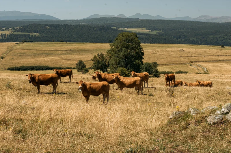 Randonnée De Peyrusse à Allanche (étape 5 du Tour des Vaches Rouges) — Peyrusse