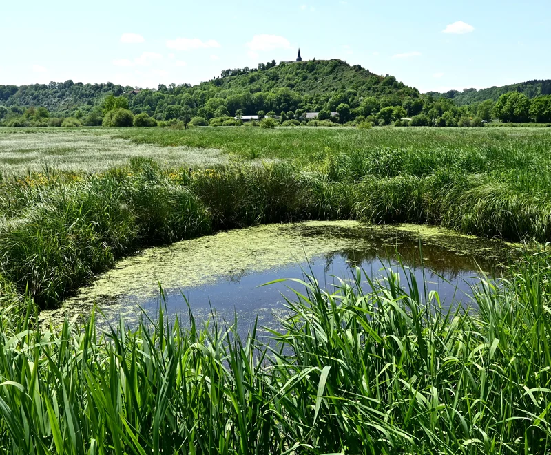 Randonnée Du marais à la coulée de lave — Les Rosiers