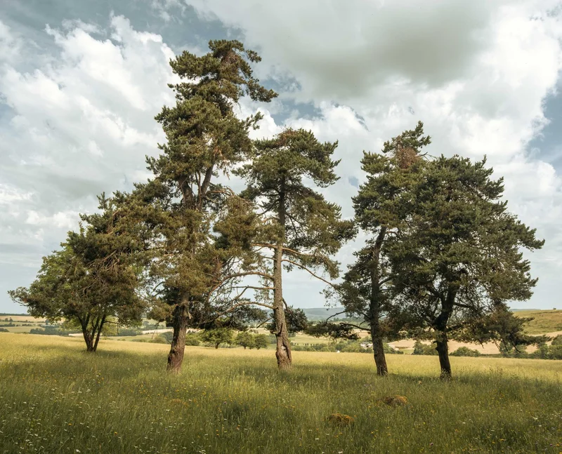 Randonnée Puy d'Assac et le bois de Montrozier — Pierrefort