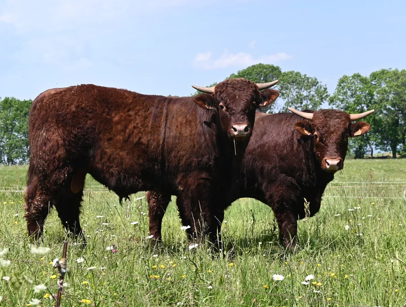 Randonnée Tour des Vaches Rouges — Égliseneuve-d'Entraigues
