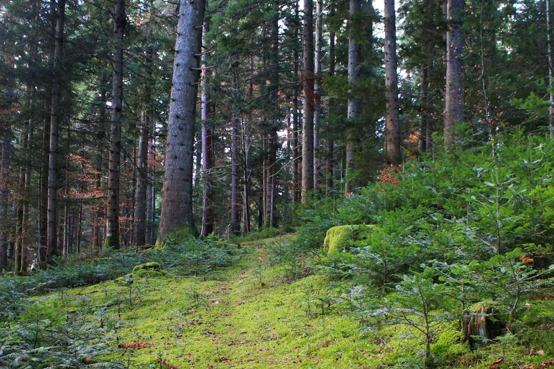Randonnée La forêt de Gaspard — Saint-Amant-Roche-Savine