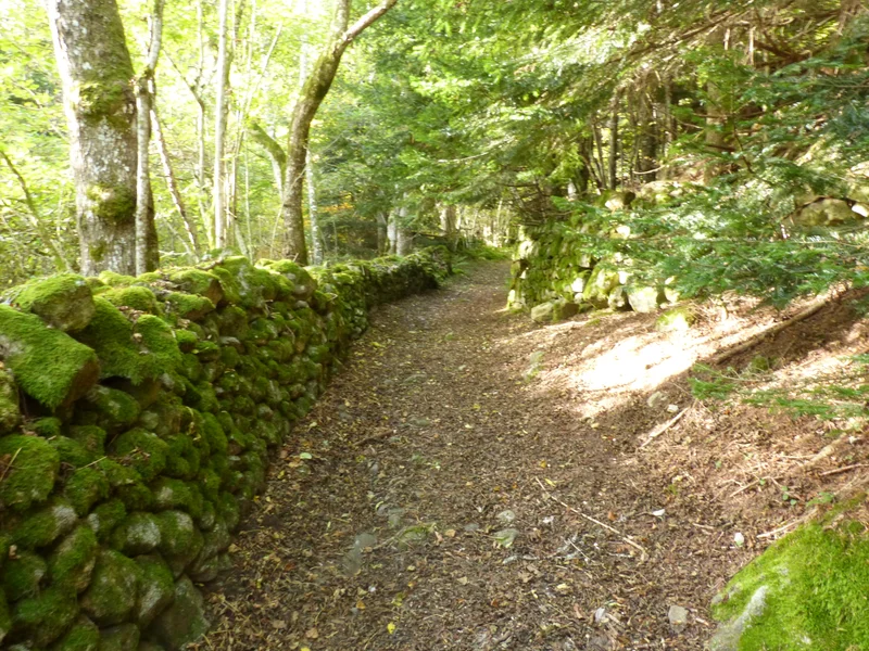 Randonnée Le bonheur est dans le Bois — Saint-Romain