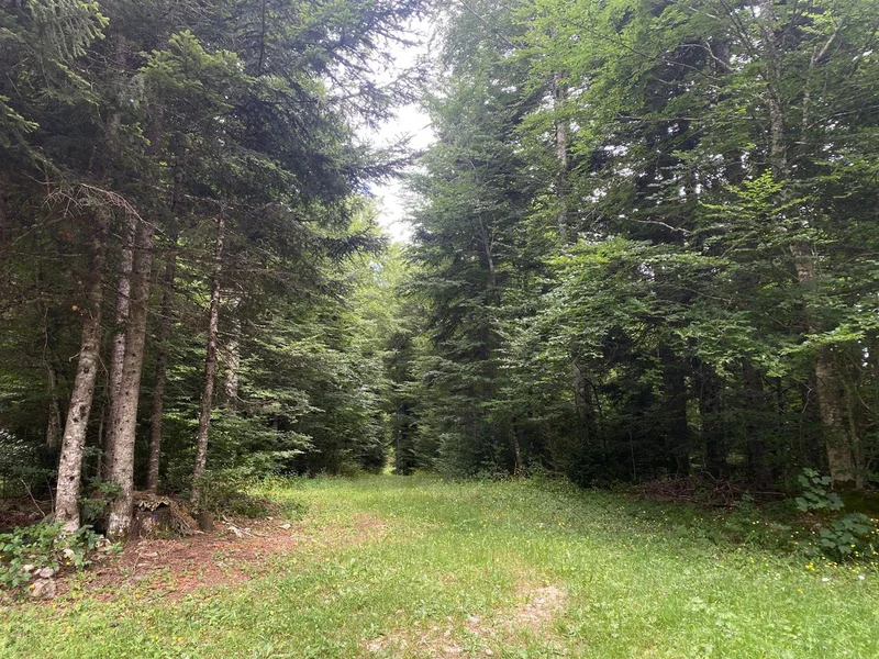 Randonnée Forêt de la trompe · Saint-Agnan-en-Vercors