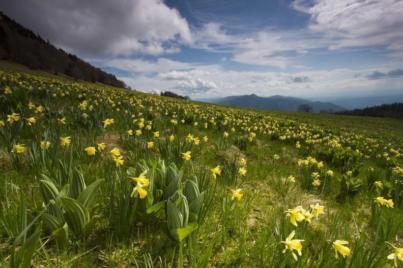 Randonnée GR® de Pays - Le tour des Coulmes à pied — Presles