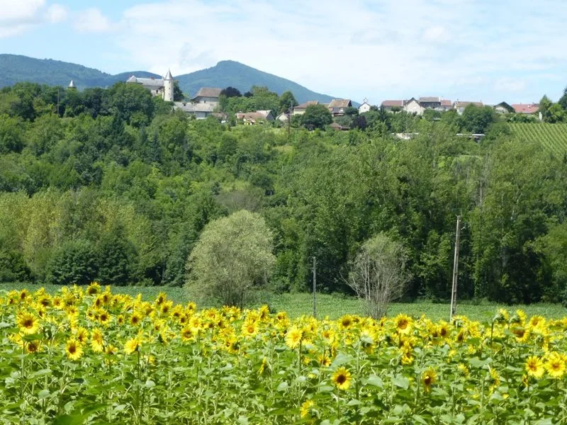 VTT Parcours VTT 3 bleu - Bognens - Les Baraques - Espace FFC Ain Forestière · Belley