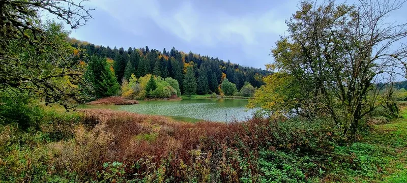 VTT Parcours VTT 57 bleu - Les étangs Marron - Espace FFC Ain Forestière — Brénod