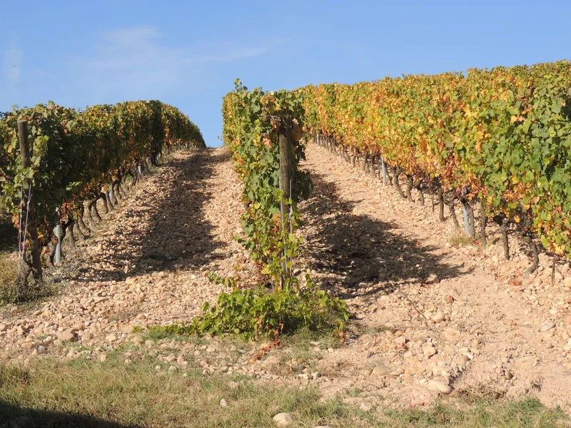 VTT Circuit VTT 220 - Les Vignes — Millery