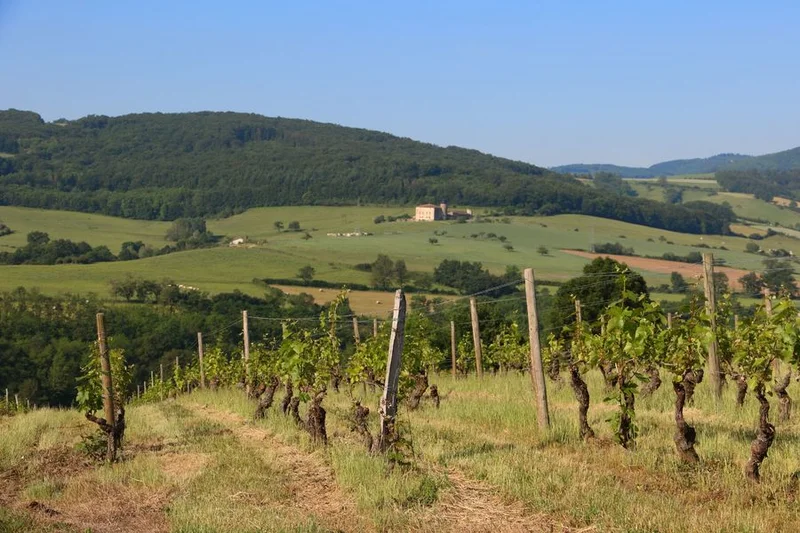 VTT Circuit VTT 52 - Entre vignes et bois — Bully