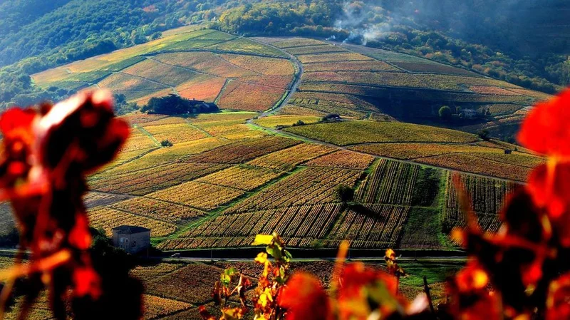 Vélo de route Le Beaujolais - Le Mont Brouilly - Boucle 5.5 — Cercié