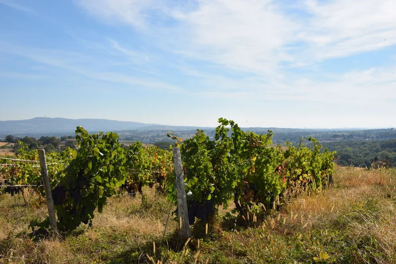 Vélo de route Le tour de Lentilly, des Coteaux du Lyonnais aux Crémants de Bourgogne — Fleurieux-sur-l'Arbresle