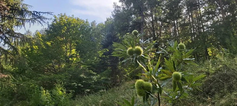 Vélo de route Sacrée châtaigne · Lamastre