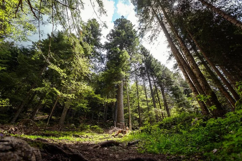 VTT Le Sapin Bellier - Circuit VTT N°48 - Rouge — Corrençon-en-Vercors