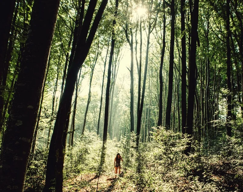 Randonnée Randonnée de la forêt de Montagnol — Fontrieu
