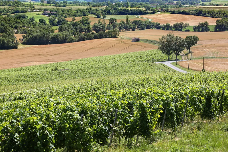 Randonnée Oenorando® De la vigne à l'olivier — Milhavet