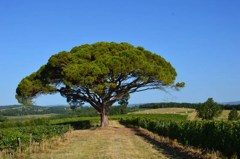 Randonnée Oenorando® La ronde des vignerons — Gaillac