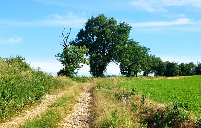 Randonnée Le sentier de Calle — Villefranche-d'Albigeois