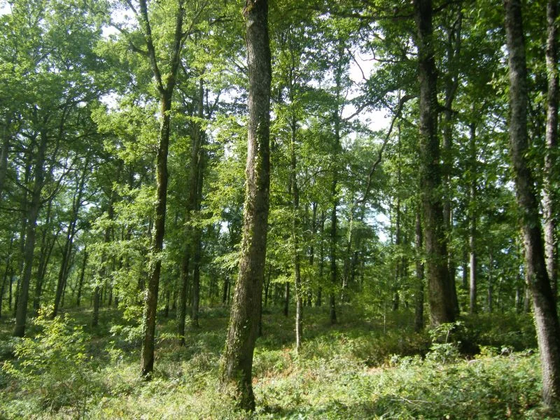 Randonnée Sentier de découverte de la forêt de Sivens — Lisle-sur-Tarn