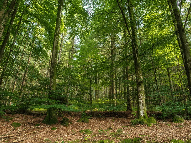 Randonnée Les maîtres verriers — Labastide-Rouairoux