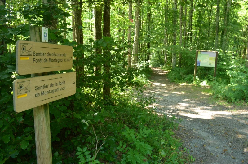 Randonnée Sentier de découverte de la forêt de Montagnol — Fontrieu