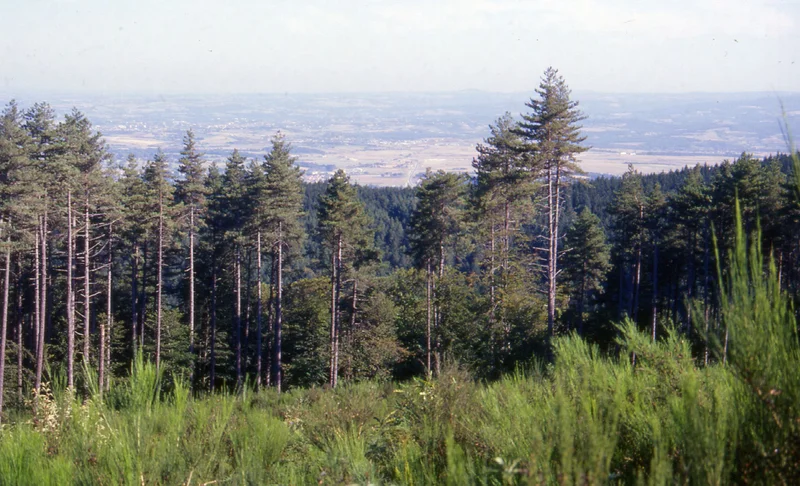 Randonnée Le Carbonéral — Labruguière