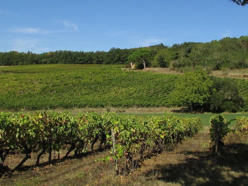 Randonnée Les coteaux de Lisle — Lisle-sur-Tarn