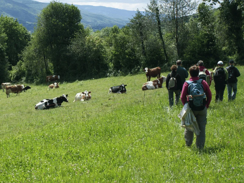 Randonnée Le sentier des Hautes Futaies — Rouairoux