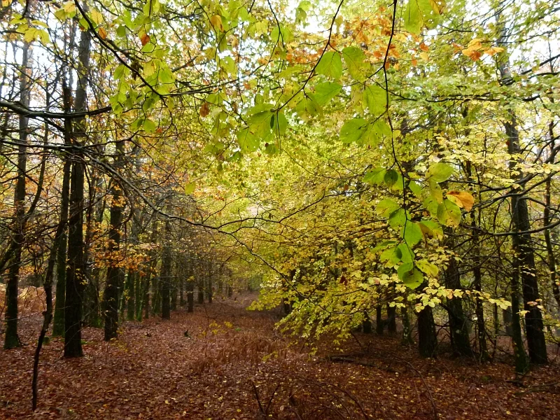VTT N°5 Forêt de Beson & Les Maitres Verriers — Labastide-Rouairoux