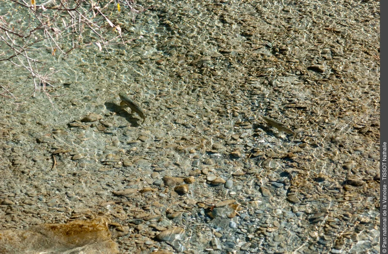 Randonnée Du barrage de Bissorte au lac des Bataillères, paradis halieutique en Vanoise — Orelle