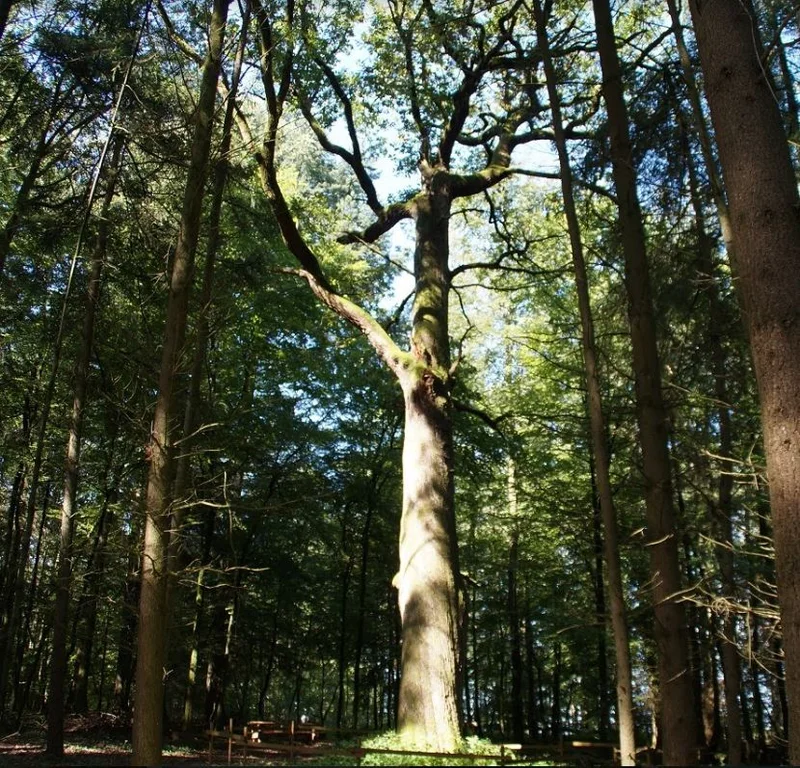 Randonnée Les arbres remarquables de Haspelschiedt — Haspelschiedt