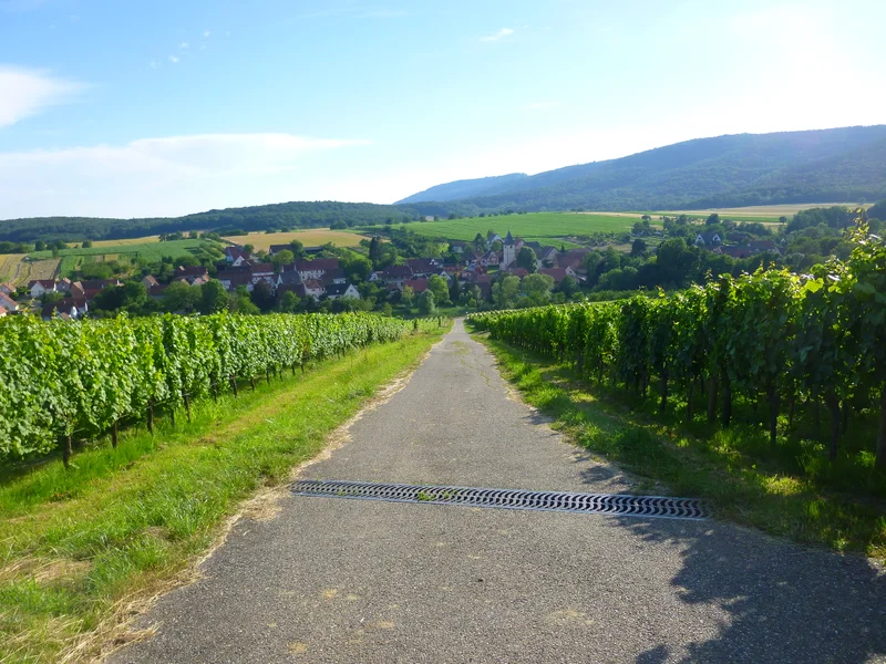 Randonnée Sentier viticole de Cleebourg — Wissembourg