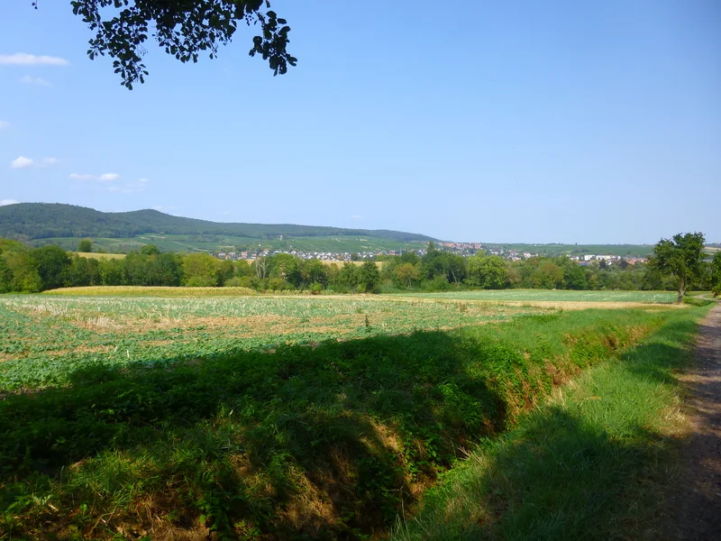 Randonnée Trésor des Vosges du Nord : Entre vignes et montagnes — Wissembourg