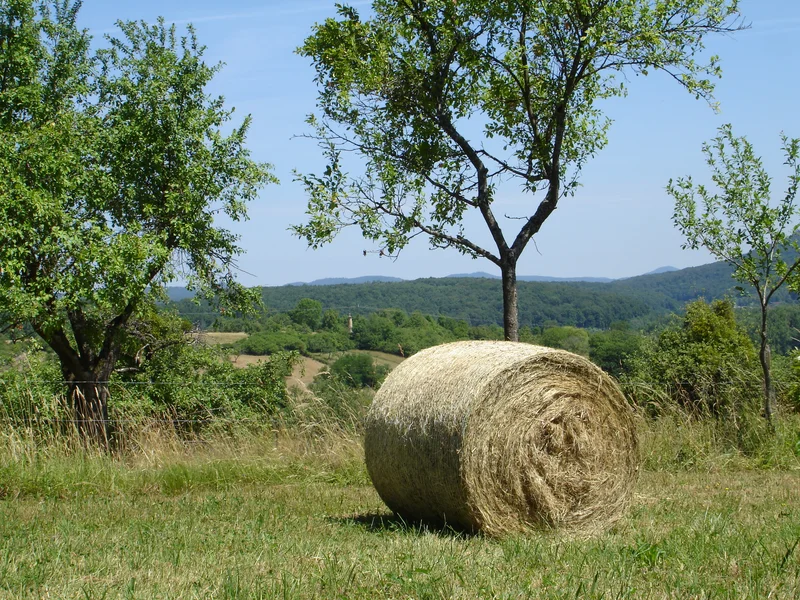 Vélo de route Route des vergers et du souvenir — Wœrth