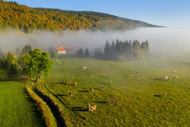 Ferme et vaches aux Rousses - Vue drone · © www.stephane-godin.com/Jura Tourisme · Droits d'auteur