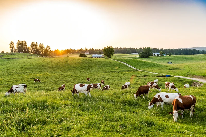 Vaches Montbéliardes - Station des Rousses · © Benjamin Becker/Jura Tourisme · Droits d'auteur