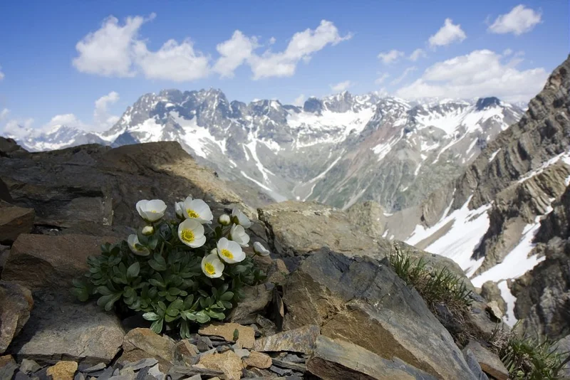 Renoncules des glaciers · © PNE - Corail Marc