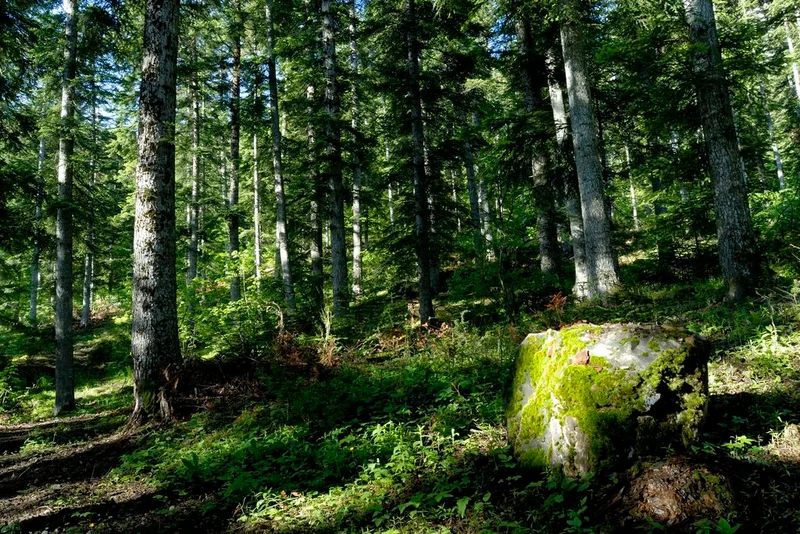 Sous bois en forêt de morgon · © Mireille Coulon - PNE