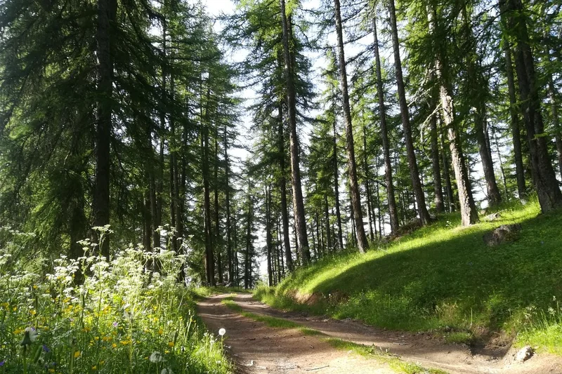 Chemin dans le Mélézin · © Amélie Vallier