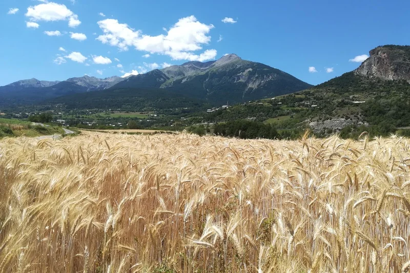 En bordure des champs de blé · © amelie.vallier