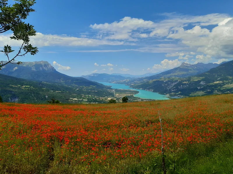 Champ de coqulicots surplombant le lac · © florimont.tilliere