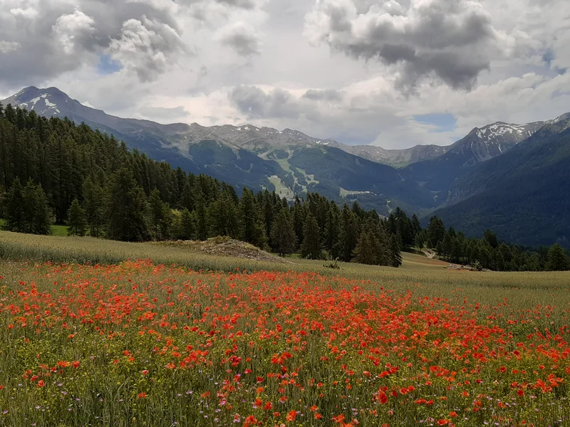 Champ de coquelicots · © florimont.tilliere