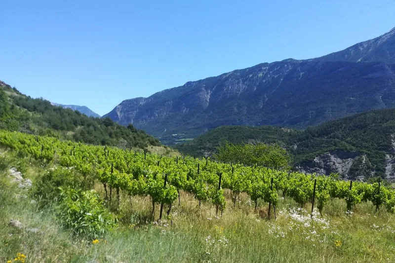 La culture de vigne à Châteauroux-les-alpes · © Amélie Vallier