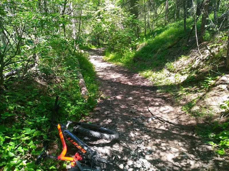 Traversée du Grand Bois du Villar · © M. Buffet