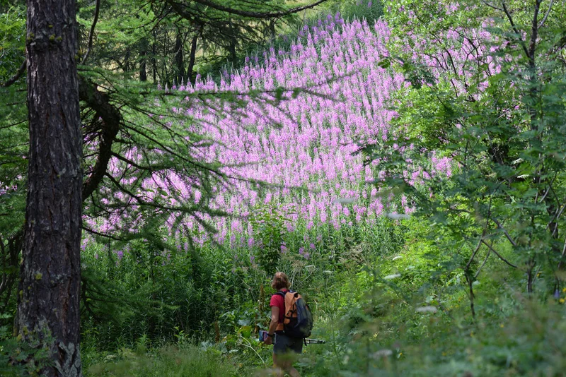Bois des Combes · © ️Michel Ducroux · Droits d'auteur