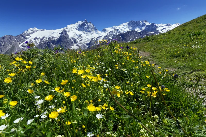 La Meije depuis sentier Clot Raffin · © ️Michel Ducroux · Droits d'auteur