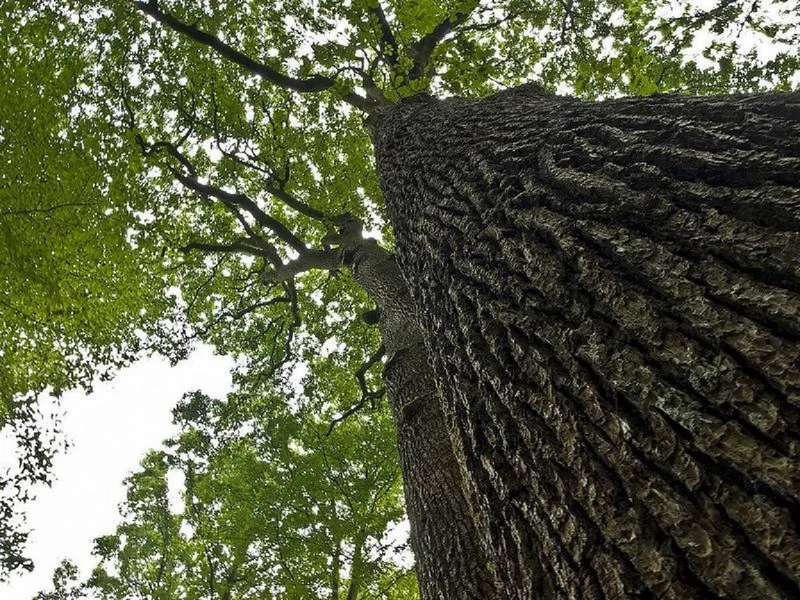 Randonnée Autour de la Haute Forêt — Senonches