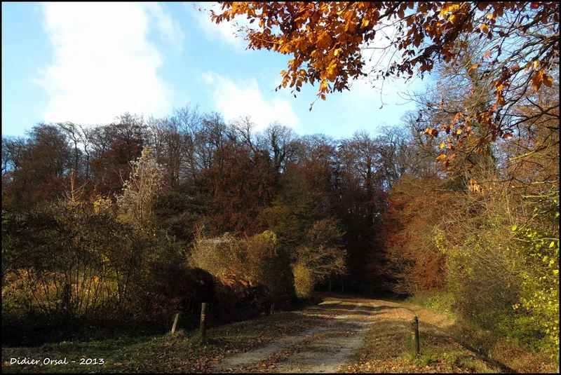 Forêt de Bellême © Didier Orsal · © admin-pnrp