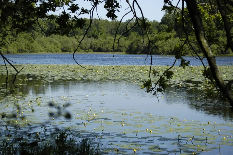 Etang de la Benette · © David Commenchal