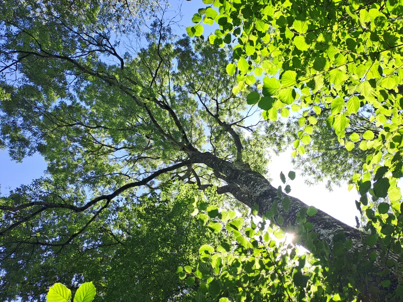Randonnée La forêt du Perche — Tourouvre au Perche